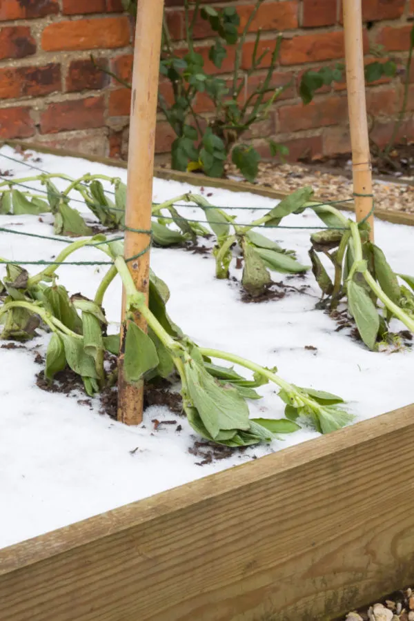how to understand frost and freeze dates and growing zone maps