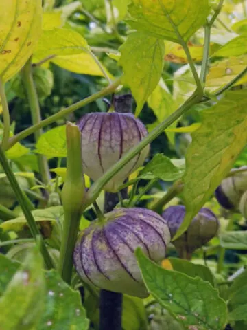 growing tomatillos