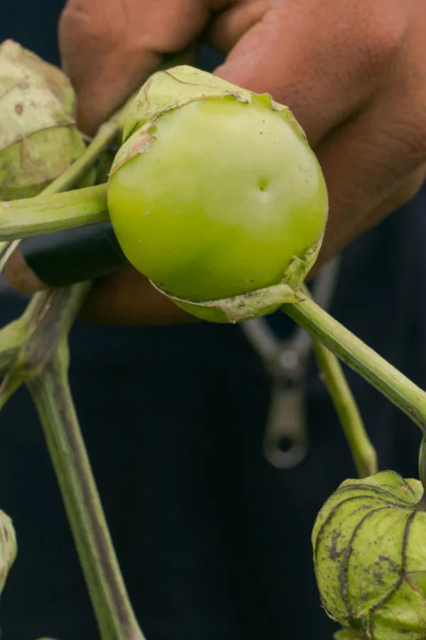 harvesting tomatillos
