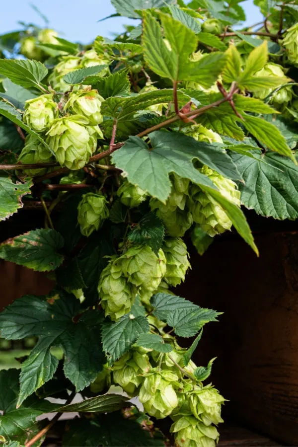 hop vines growing on a fence