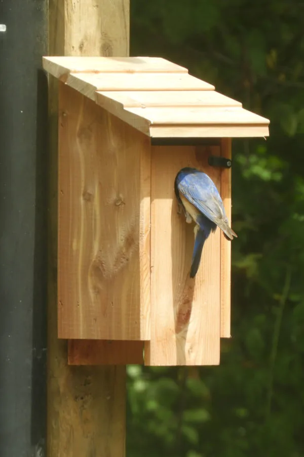 bluebird house