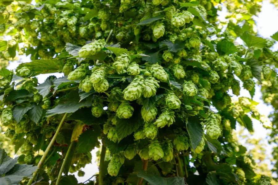 how to plant hops