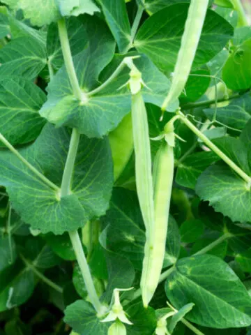 planting sugar snap peas
