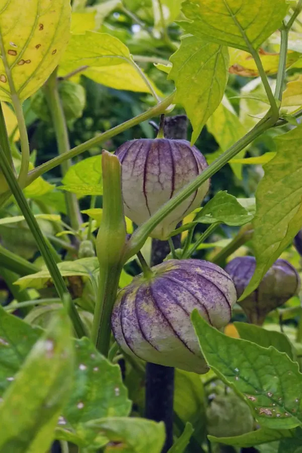 unique vegetables