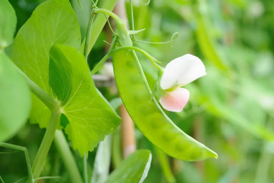 snow peas