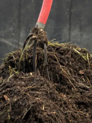 hot spring compost pile