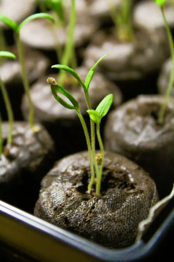 understanding growing zones and frost dates