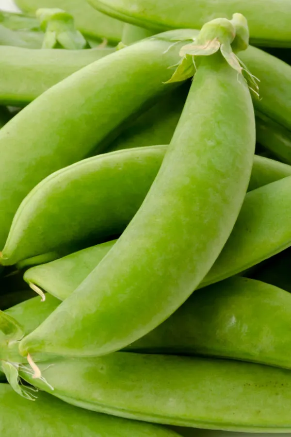 planting sugar snap peas