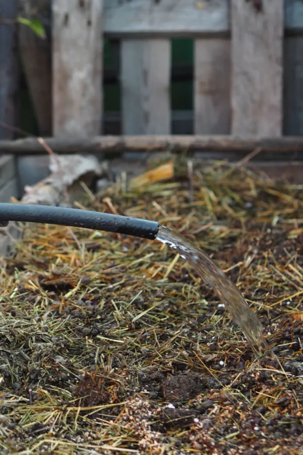 watering a compost pile