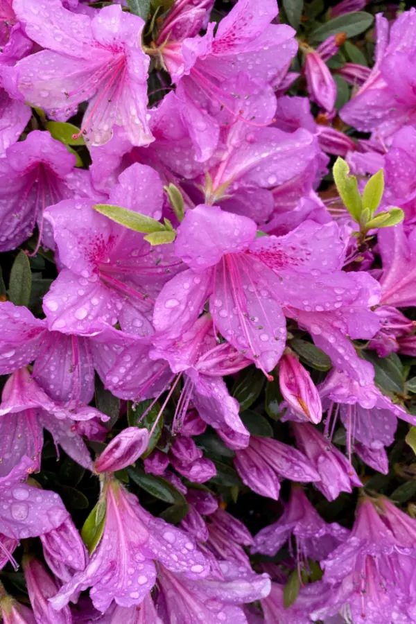 azaleas blooming - watering