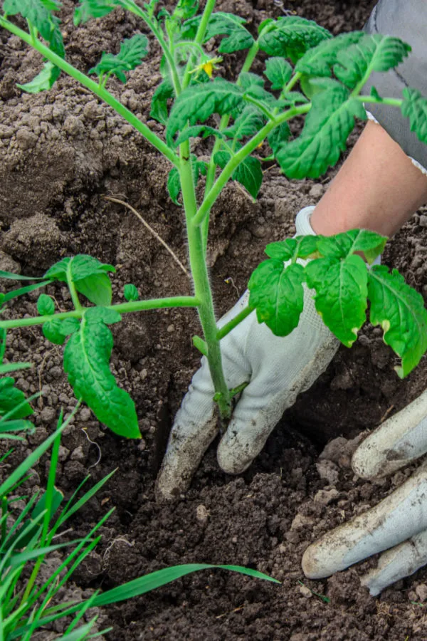 harden off transplants for planting day