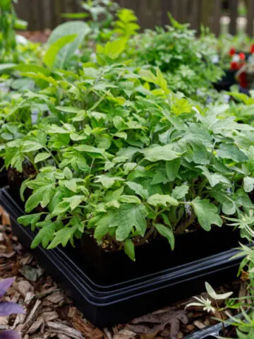 hardening off seedlings and transplants