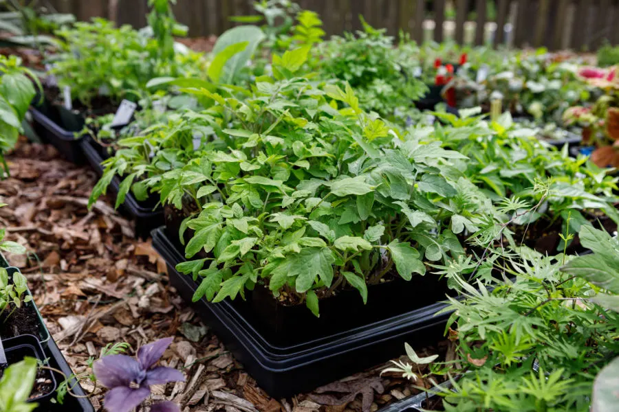 hardening off seedlings and transplants