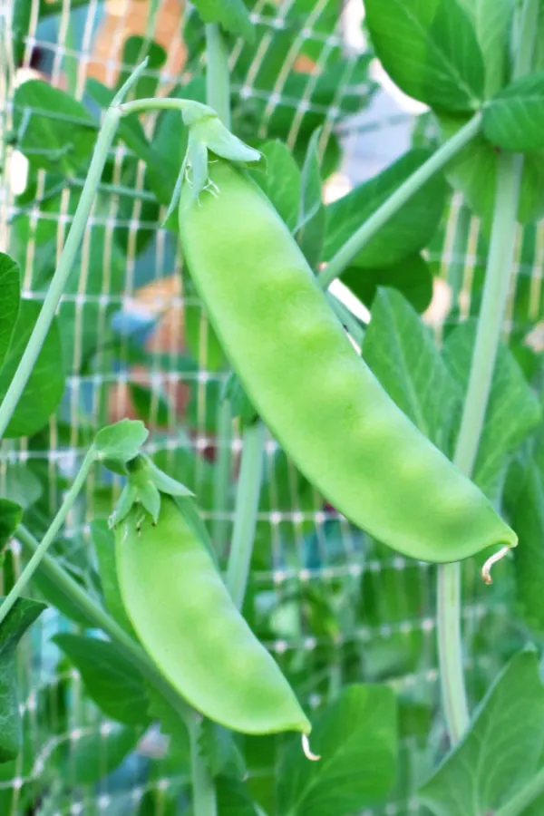 pea trellis