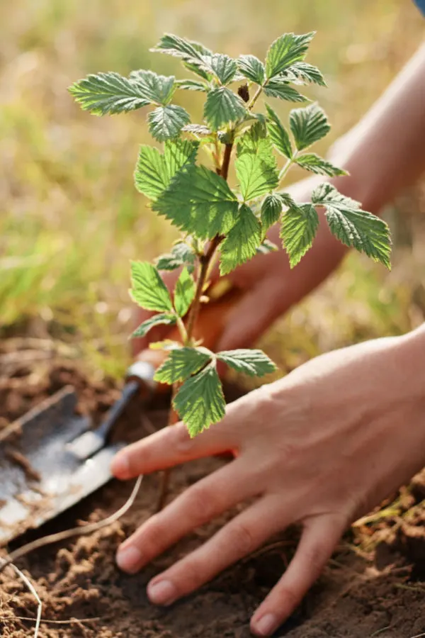 Raspberry plants