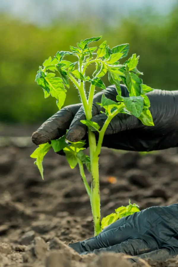 harden off seedlings