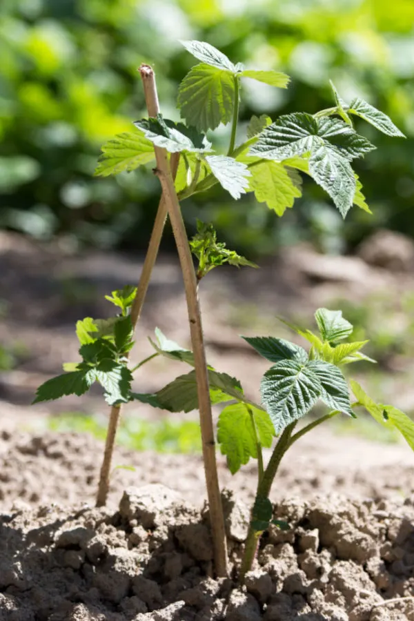 how a raspberry plant grows