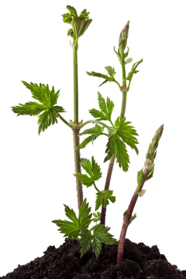 hop vines