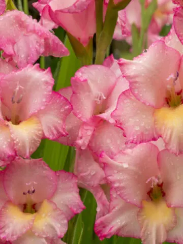 planting spring bulbs