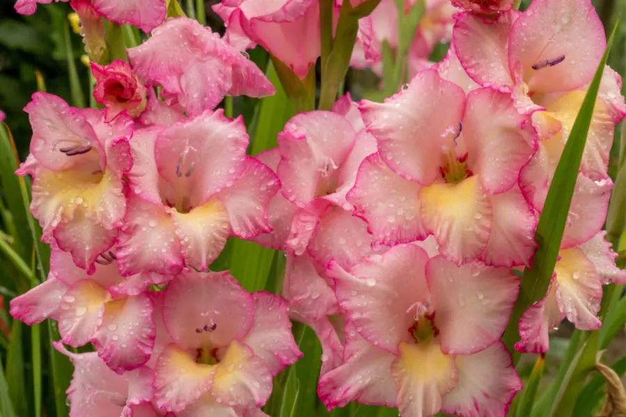 planting spring bulbs