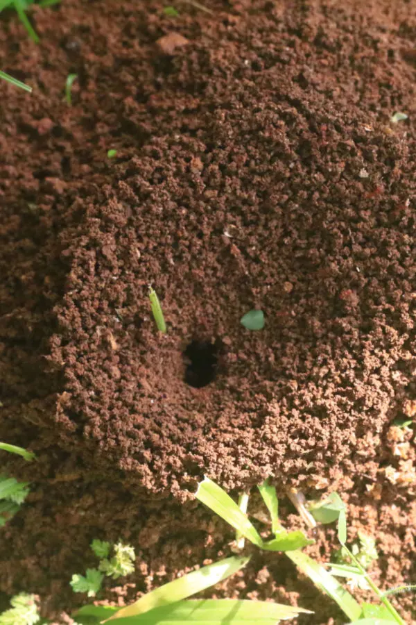 safely stop ants