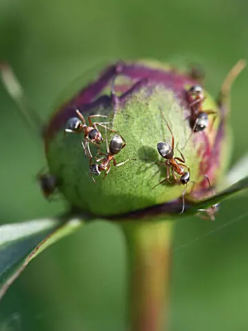 how to keep ants off of plants