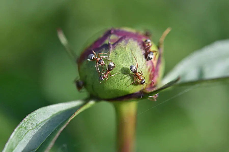 how to keep ants off of plants