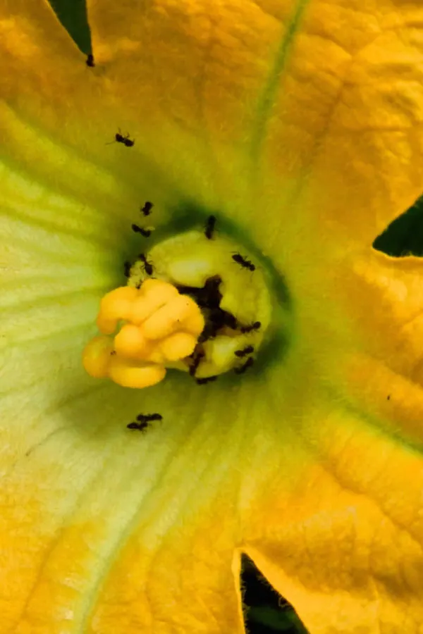 ants on zucchini bloom