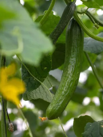 best way to trellis cucumbers