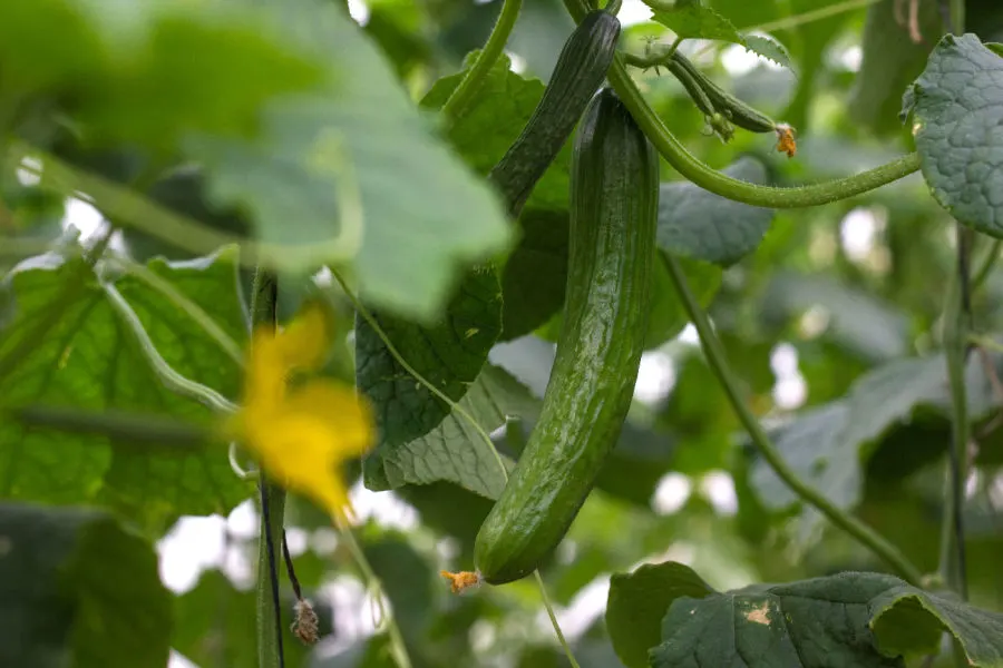 best way to trellis cucumbers