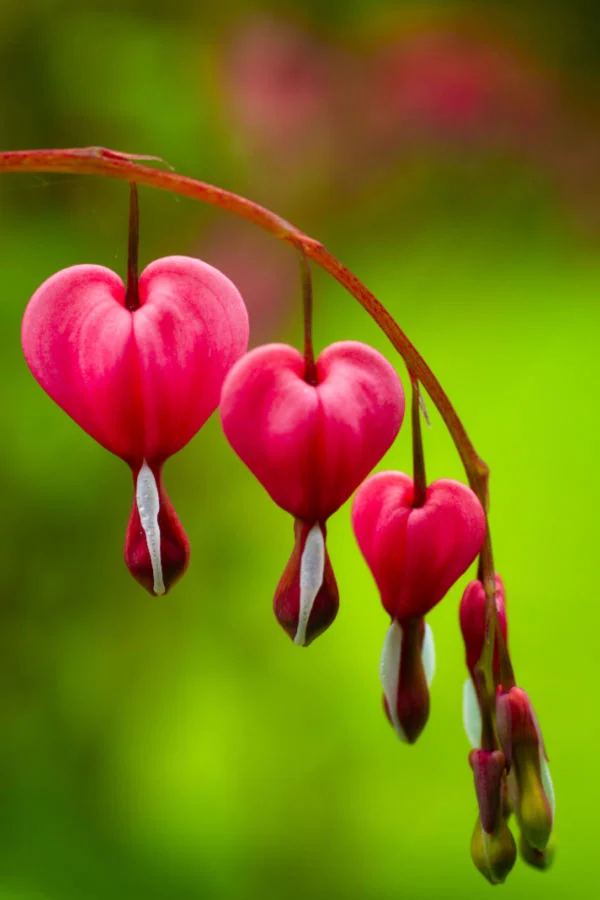 bleeding heart