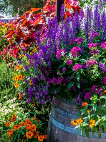 flower pots blooming