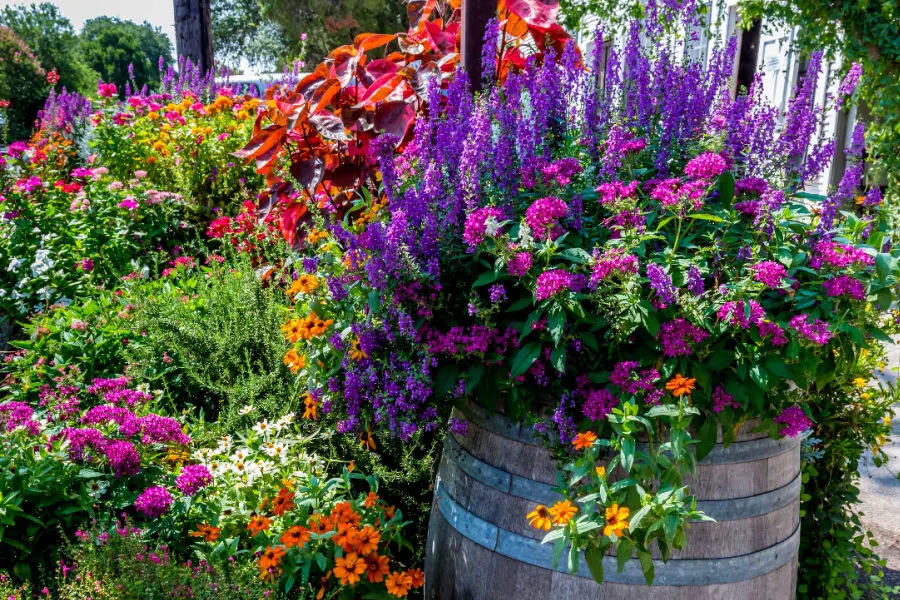 flower pots blooming