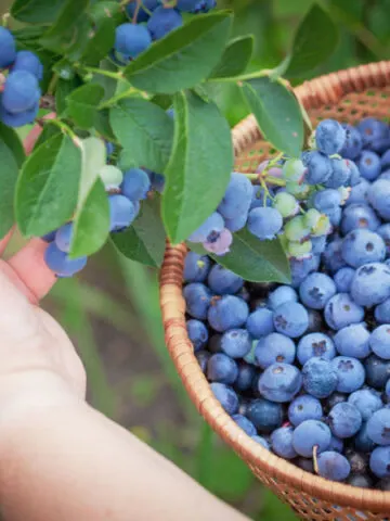 when and how to fertilize blueberry bushes