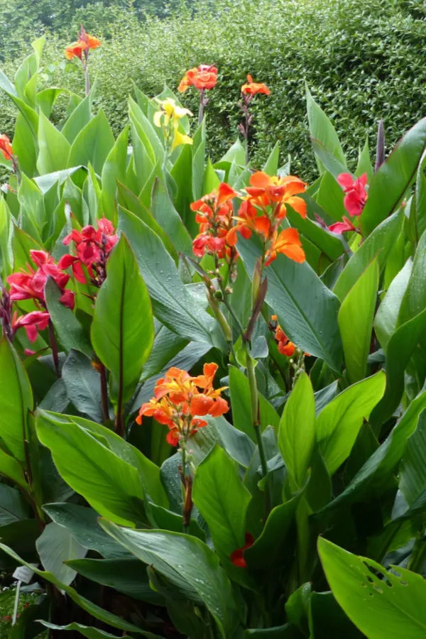 cannas