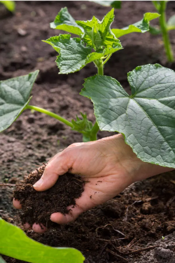 best way to fertilize cucumbers - compost