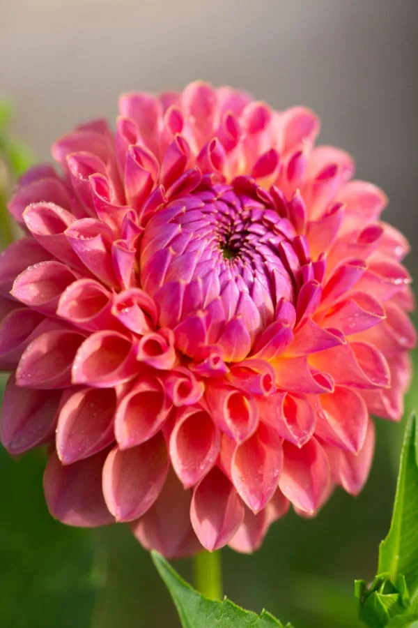 spring planting bubs - dahlias