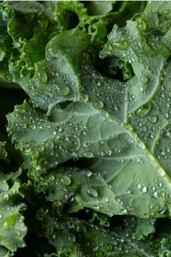 kale