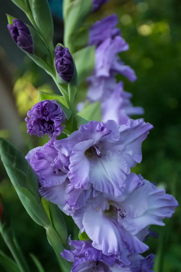 gladiolus in bloom