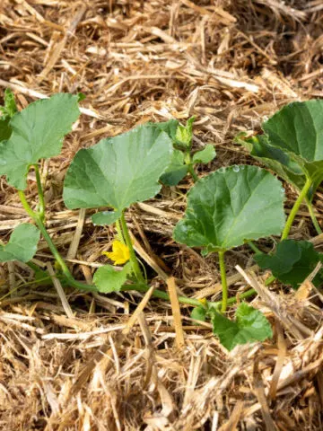 how to grow in straw bales