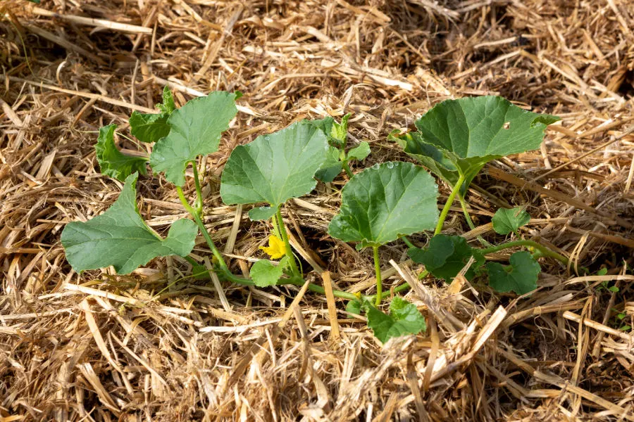 how to grow in straw bales