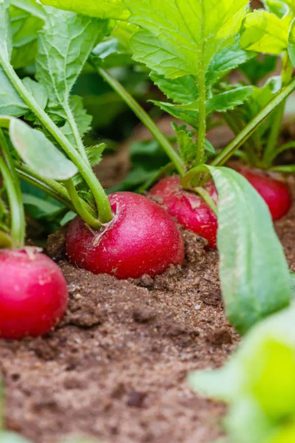 starting early spring seed crops
