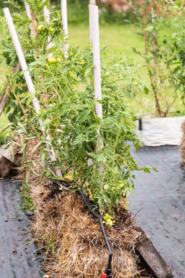 planting tomatoes in straw bales