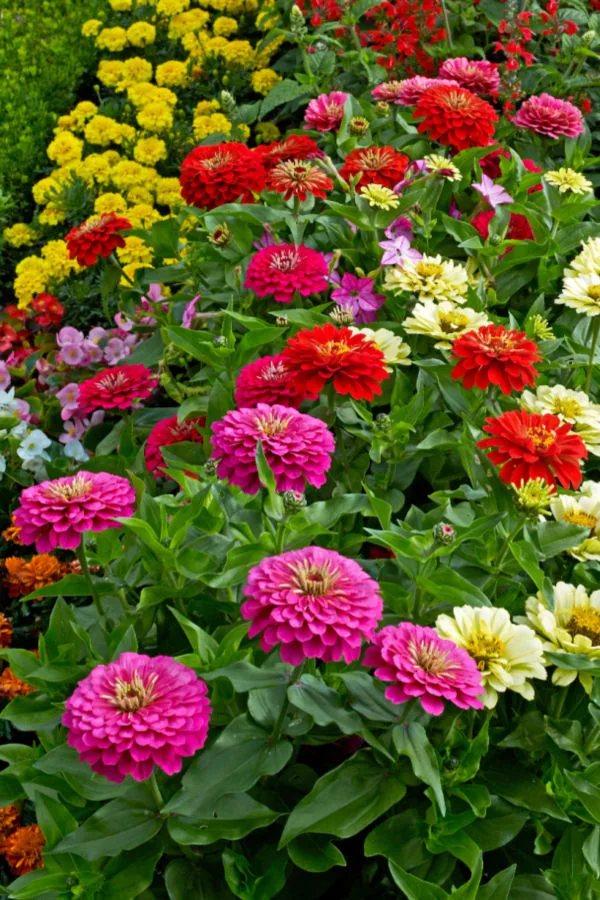 plant zinnias in the vegetable garden - companion plants