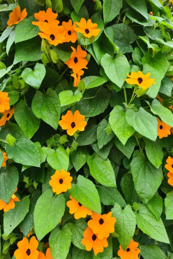 trailing plants for hanging baskets
