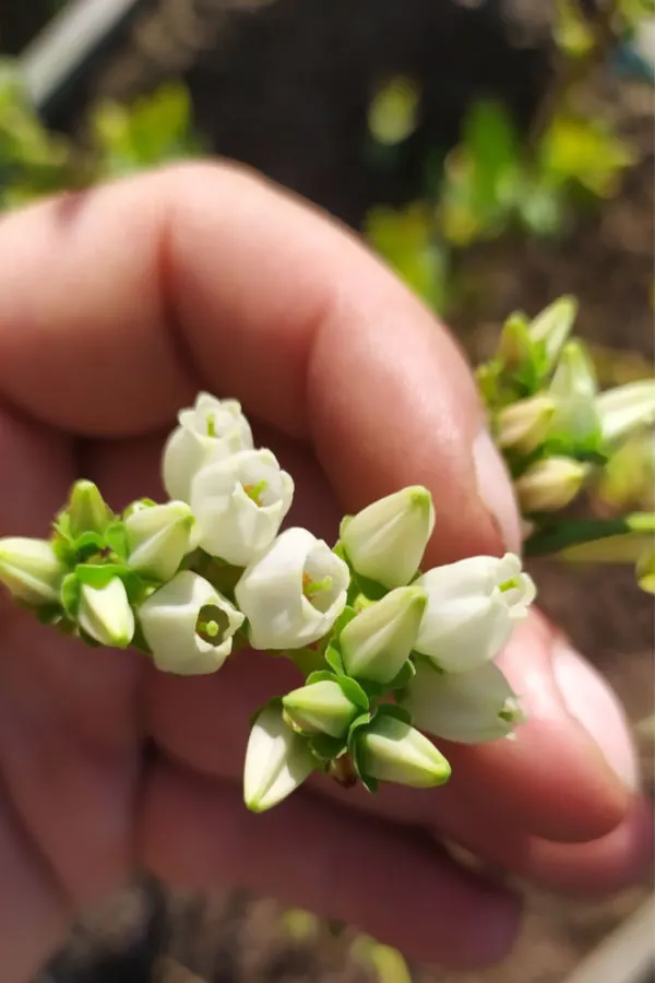 blueberry buds - when and how to fertilize blueberries
