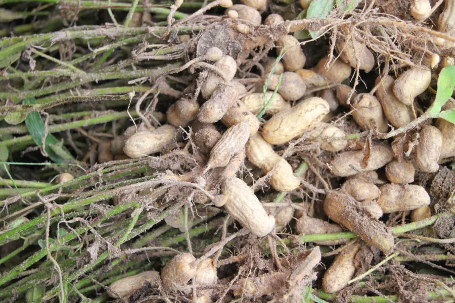 drying nuts