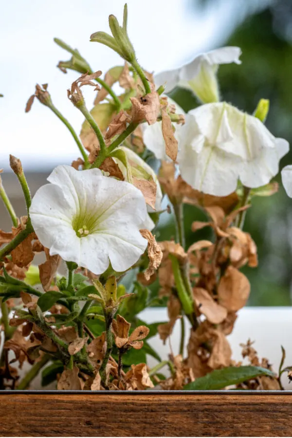 fading petunias