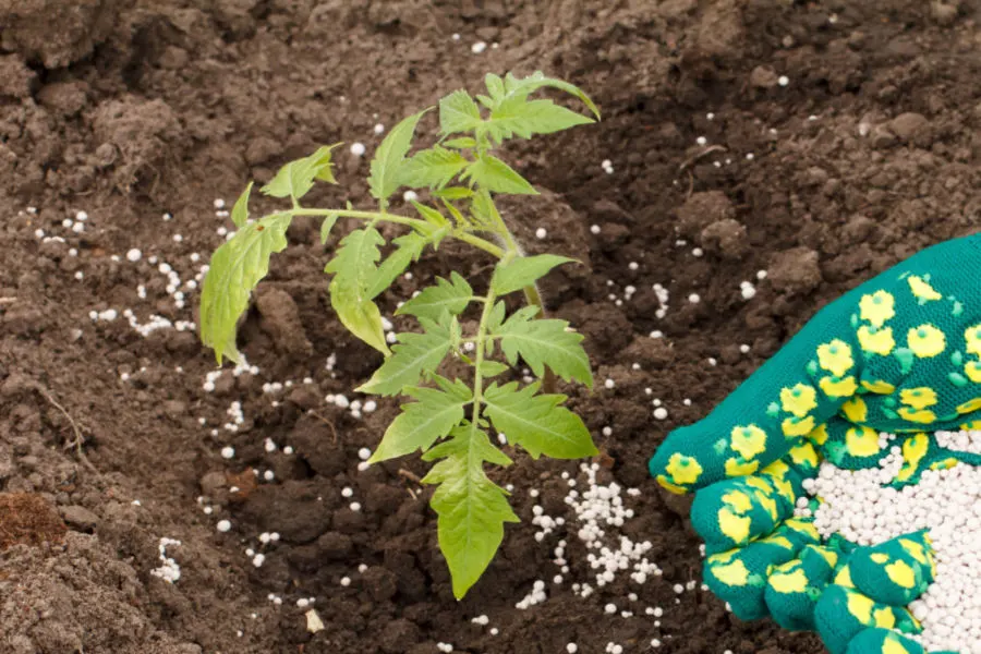 fertilizing tomatoes