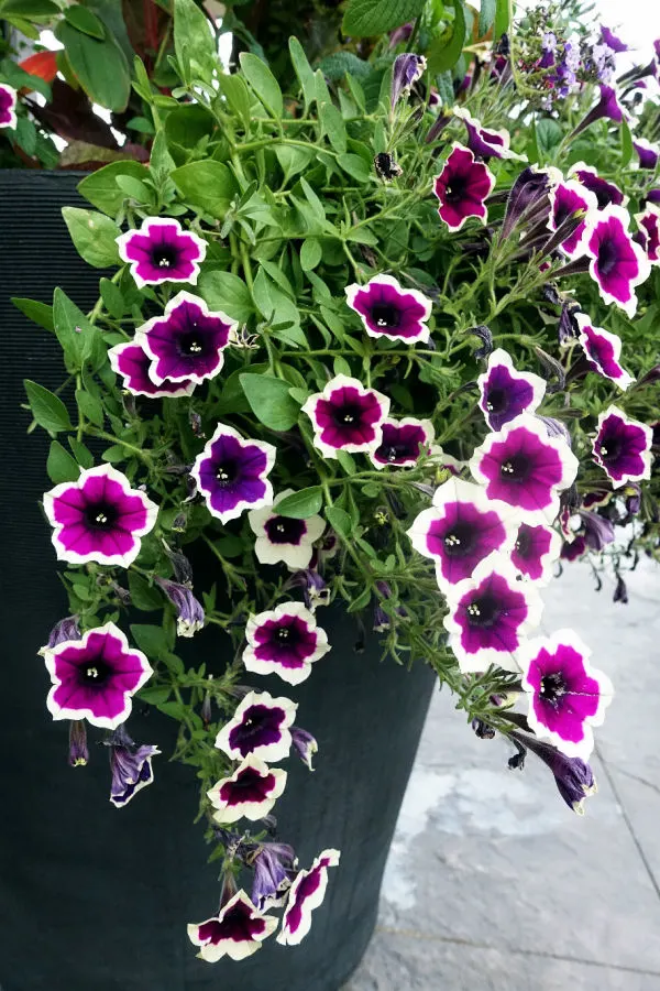flowerpot blooming in the driveway